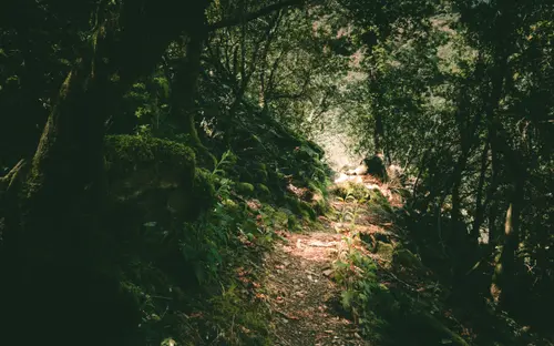 Oak Trail
