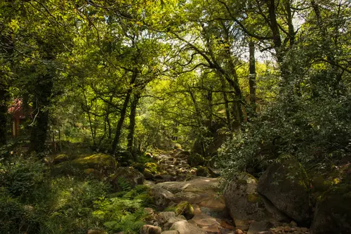 Ocean Of Green