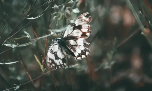 Old Fly