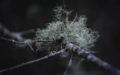 Old Oak Lichen