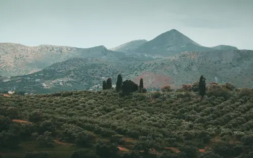 Olive Valley