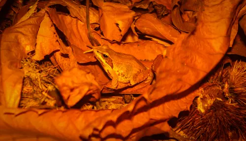 On Leaves