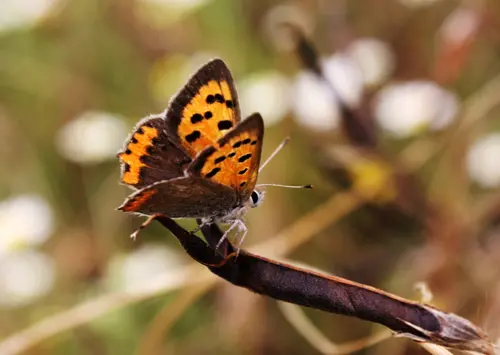 Orange Butterfly