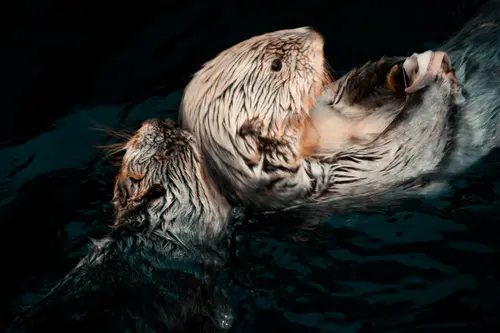 Otters