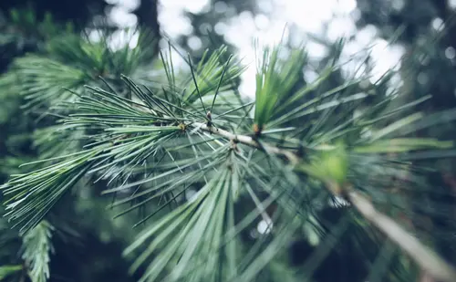 Pine Of Caos