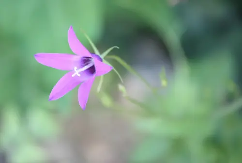Pink Flower