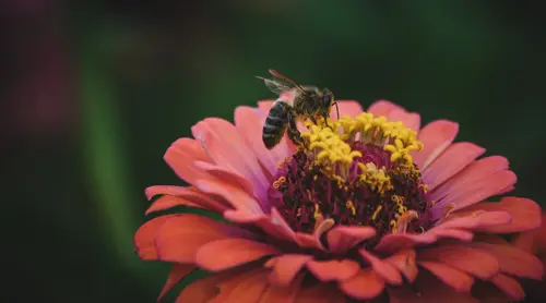 Pollen