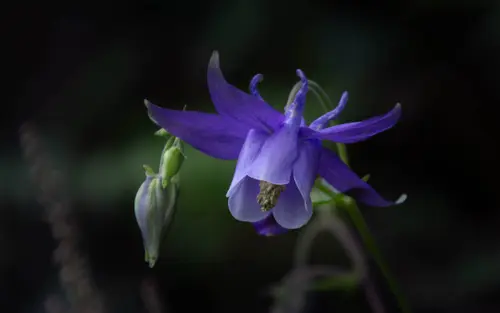 Purple Blossom