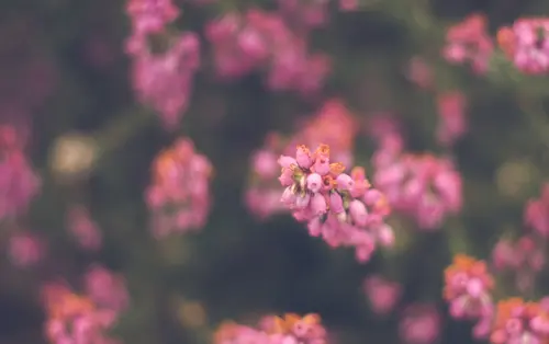 Purple Mist