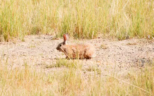 Rabbit Rabbit Rabbit
