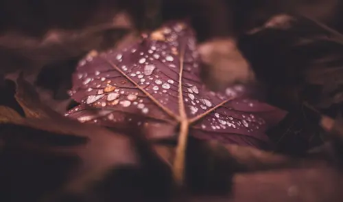 Rainy Days