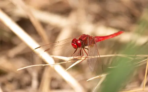 Red Dragonfly