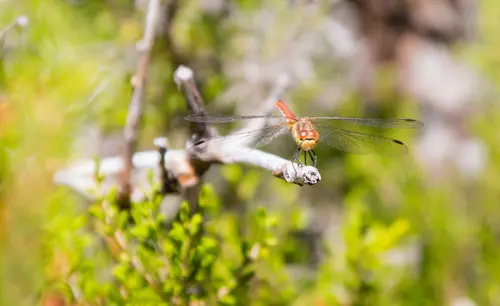 Red Firefly