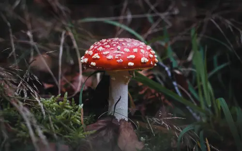 Red Mushroom