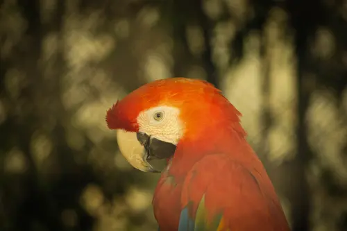 Red Parrot