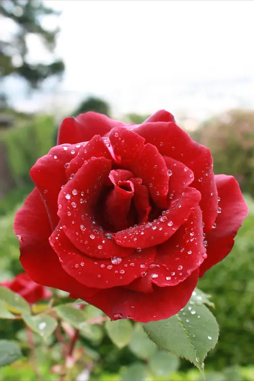 Red Rose