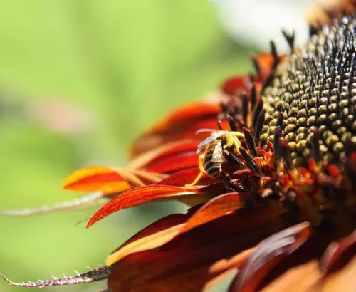Red Sunflower