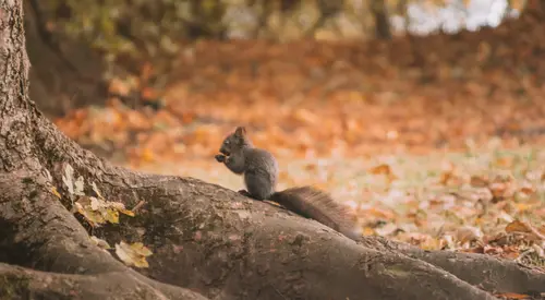 Root Squirrel