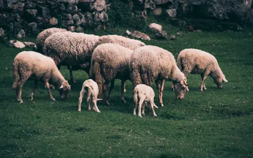 Sheep Farm