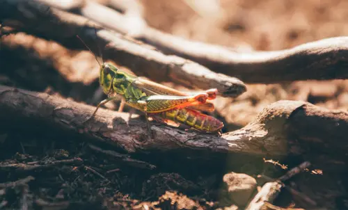 Shining Grasshopper