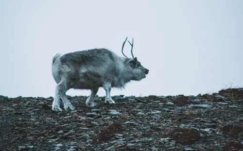 Shouting At The Wind
