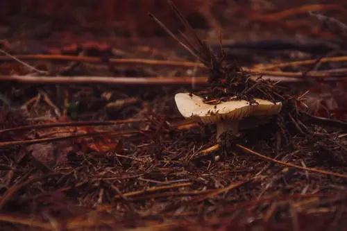 Shroom Born
