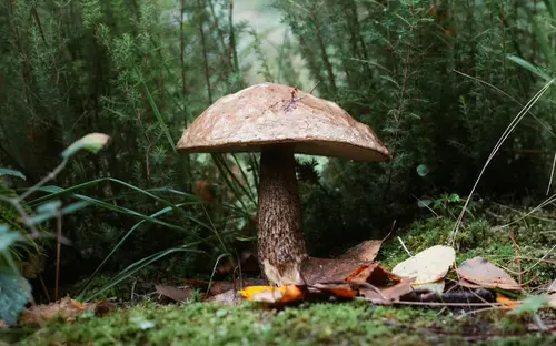 Shroom Shelter