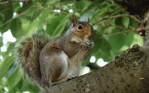 Sitting On A Branch