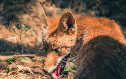 Sly Looking Fox