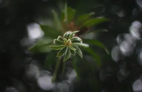 Spiral