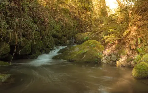 Spring Creek