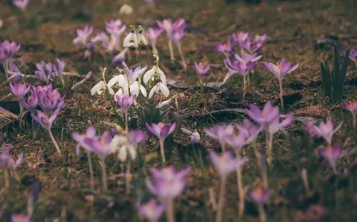 Spring Land