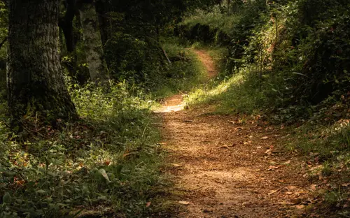 Spring Trails
