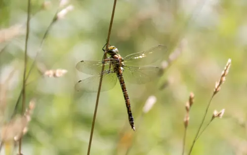 Summer Dragonfly