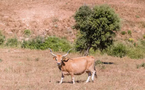 The Cow And The Tree