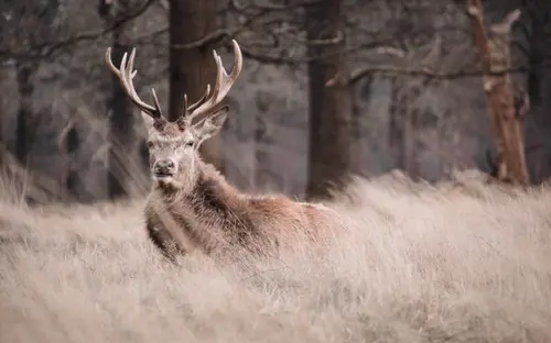 The Deer Is Watching