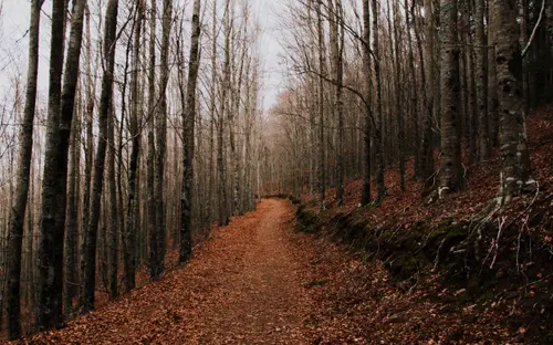 The Forest Of Old