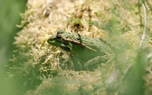 The Frog