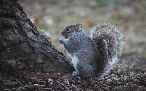 The Little Squirrel By The Stump