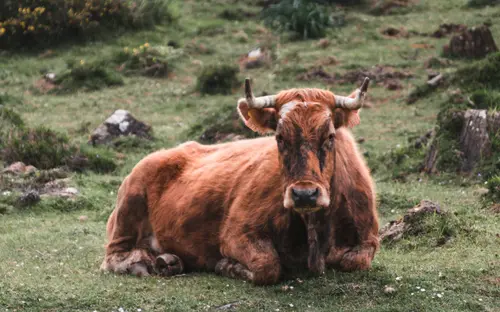 The Moo