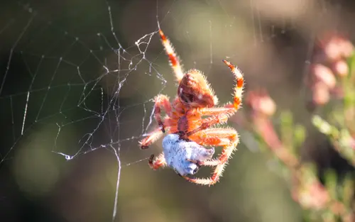 The Prey