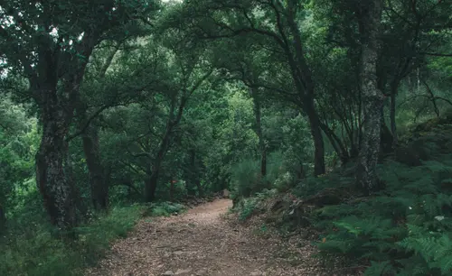 The Woods