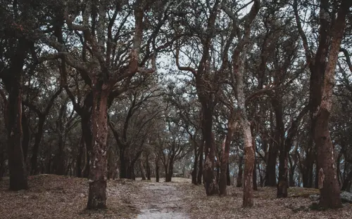 The Woods
