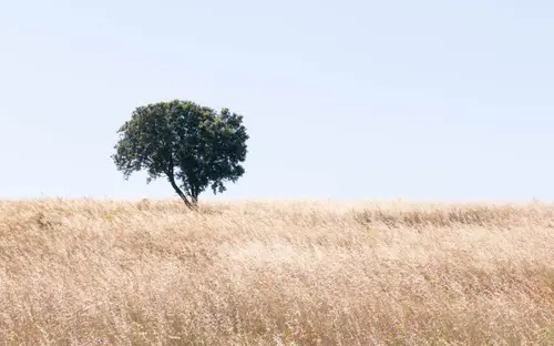 Tree On The Horizon