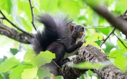 Tree Squirrel
