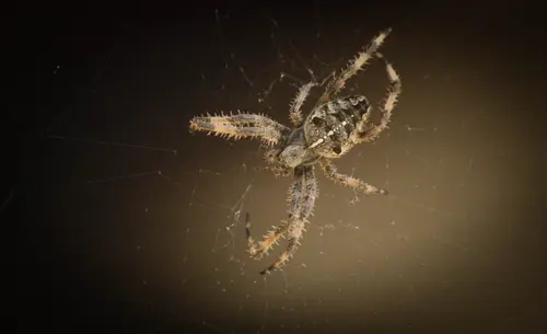 Trunk Spider