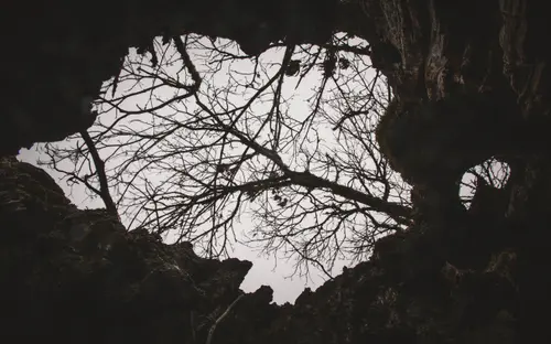 Up The Tree
