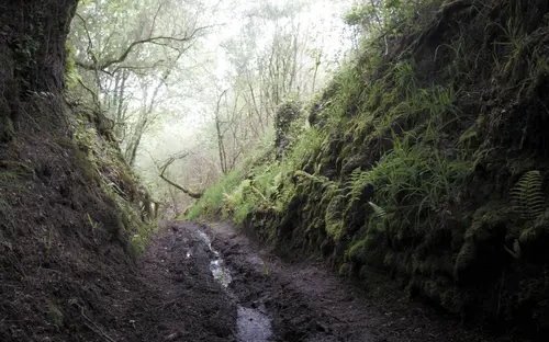Walk By The Mist
