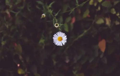 Wallflower