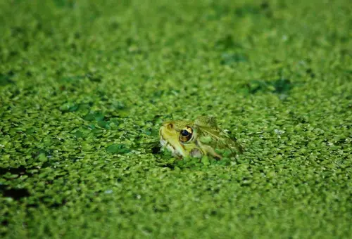 Watching Frog